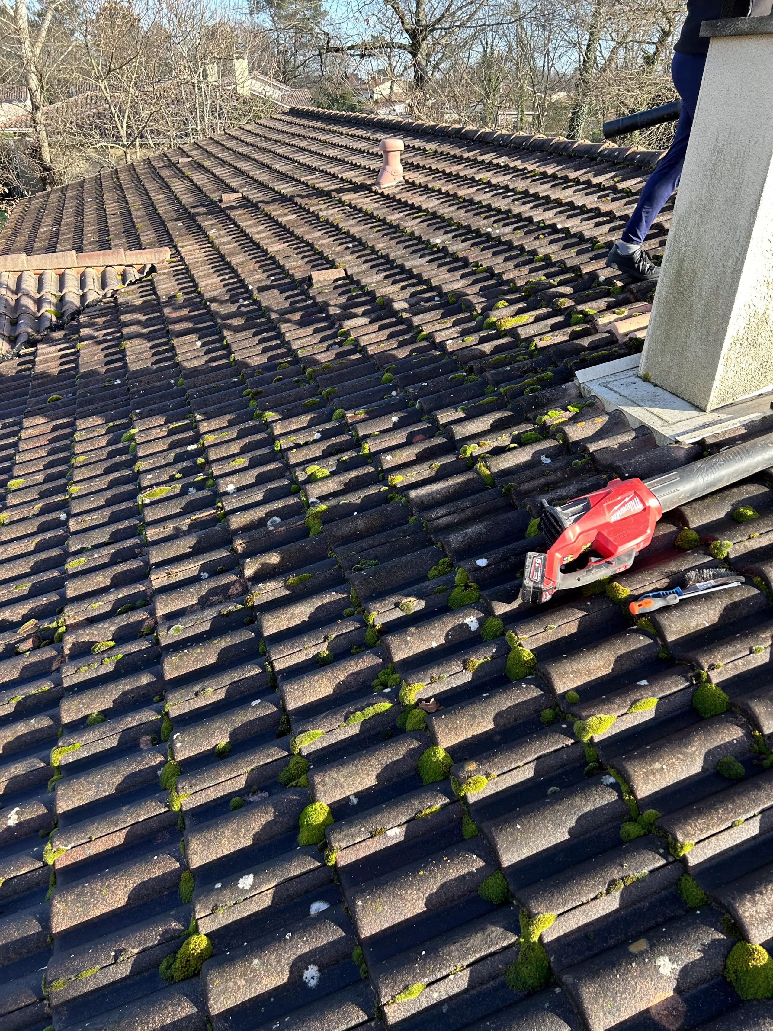 Avant — Démoussage complet